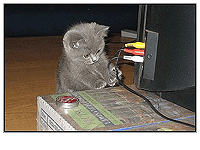 A kitten messing with wires.